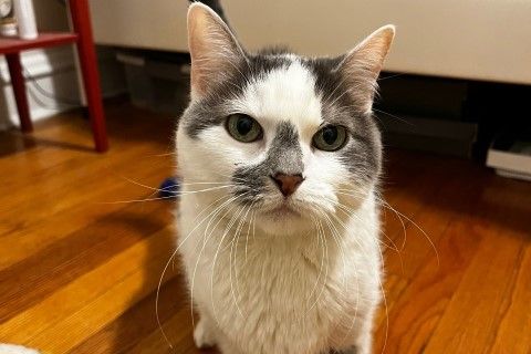 PAWS Chicago Wishes Lend a hand As Extra Senior Pets Are Being Given Up. Here is What You Can Do PAWS Chicago Wishes Lend a hand As Extra Senior Pets Are Being Given Up. Here is What You Can Do