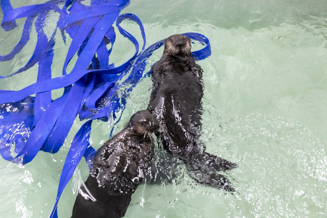 2 Sea Otters Found Alone On Beach Come To Shedd Aquarium To Learn How To Mother Orphaned Otter Pups