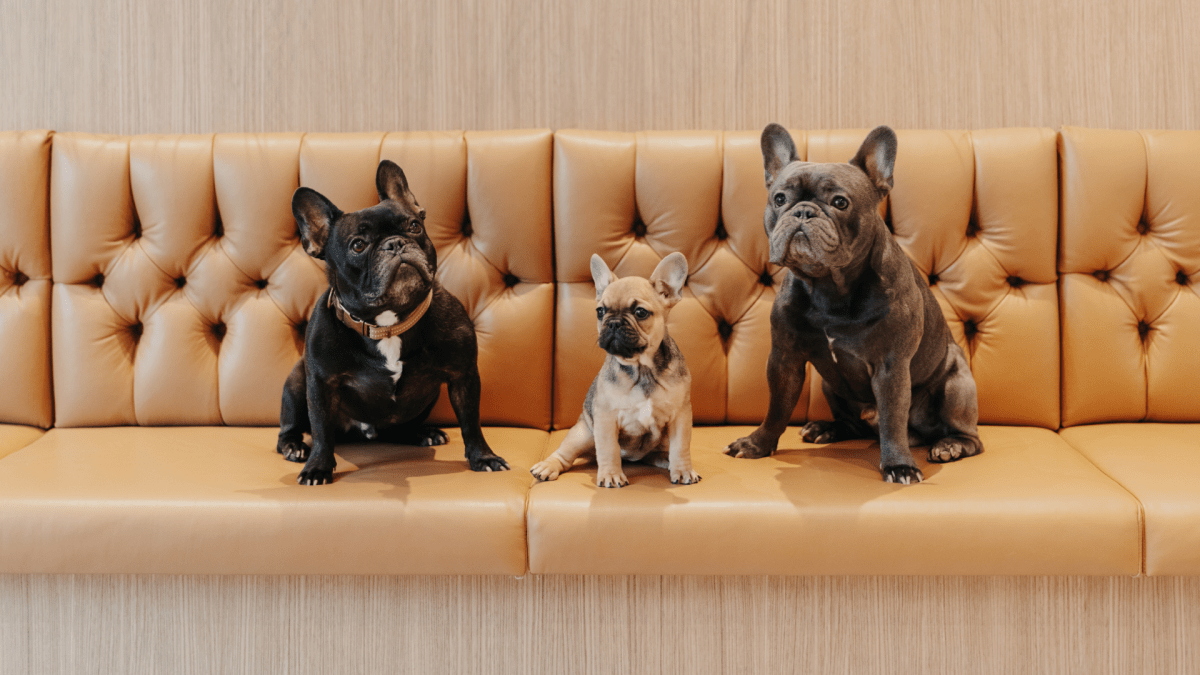 Chicago Veterinarian Opens Her Second Animal Hospital In Roscoe Village Chicago Veterinarian Opens Her Second Animal Hospital In Roscoe Village