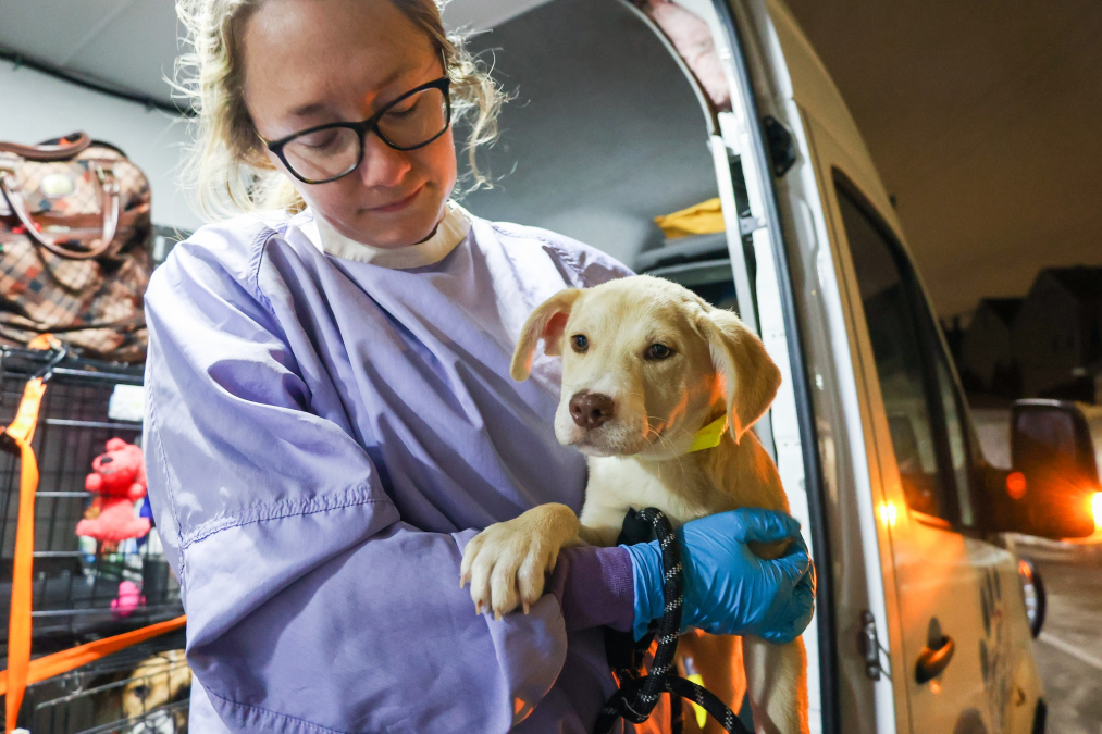 Here's How You Can Help The 33 Dogs Who Arrived In Chicago From A Shelter Destroyed By Texas Tornado Here's How You Can Help The 33 Dogs Who Arrived In Chicago From A Shelter Destroyed By Texas Tornado