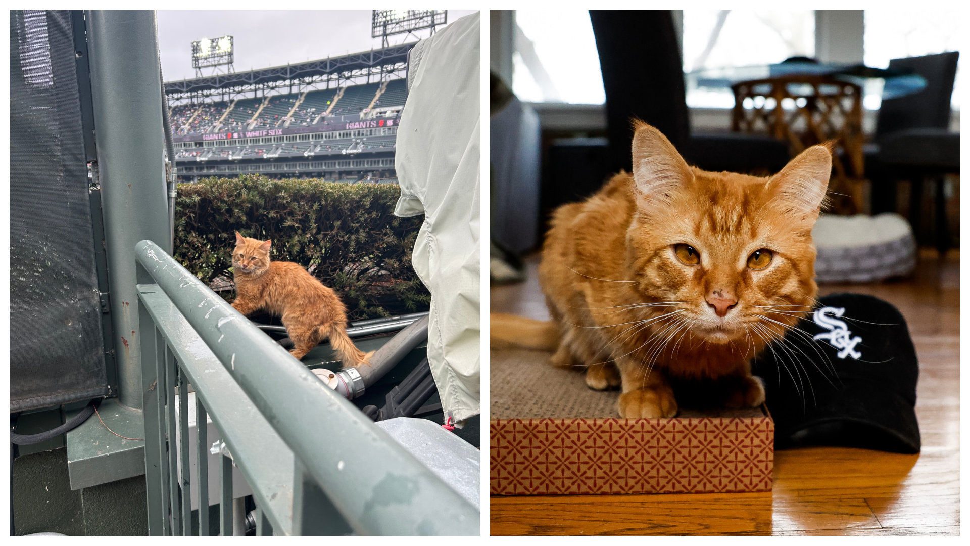 New White Sox Mascot? Meet The Stray Sox Park Cat Adopted By Team  Photographer