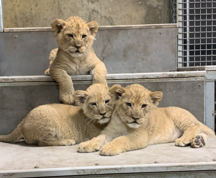 Young Lion cubs take stage in 2023