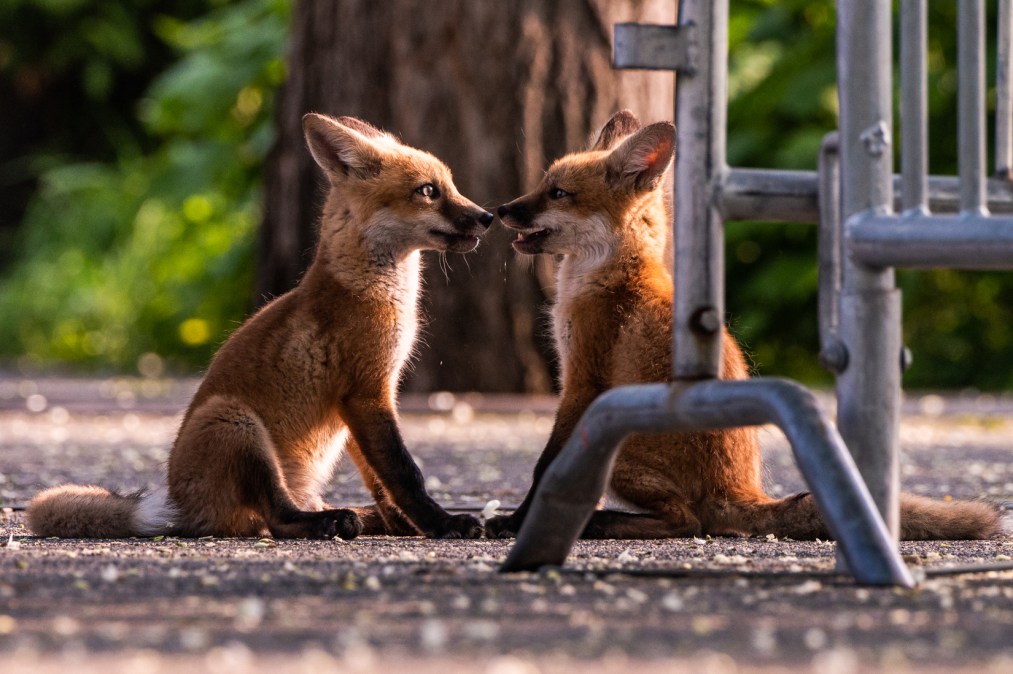fox babies