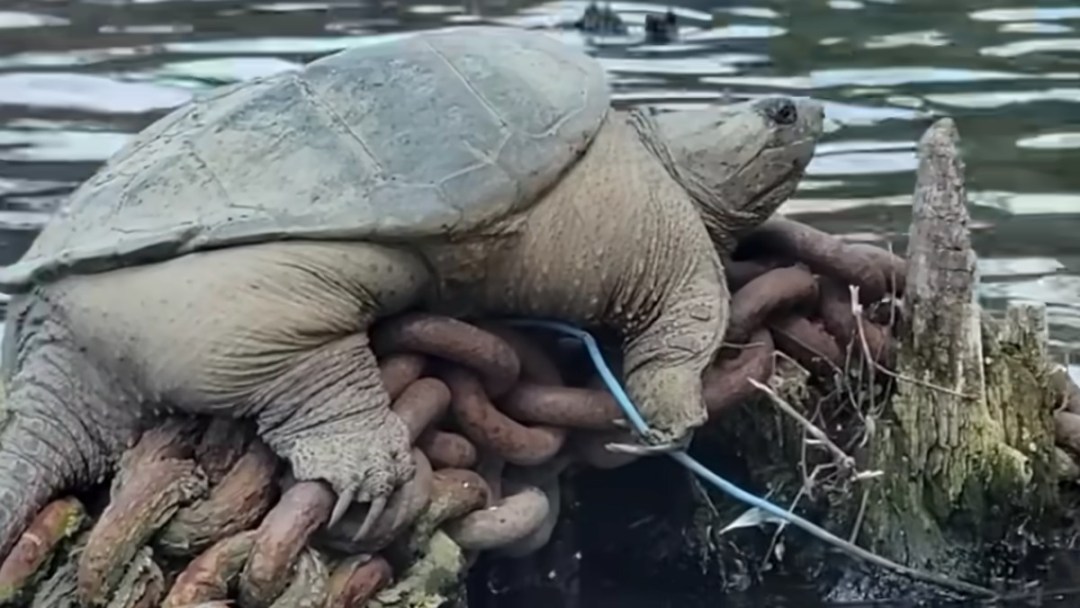 Chonk The Thicc Snapping Turtle Is A Superstar — And Great News For The ...