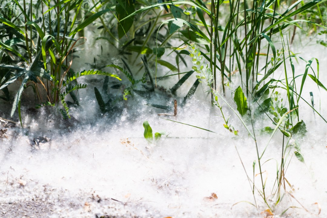 Whats Up With All The White Fluff Why Cottonwood Trees Are Seeding Like Crazy This Year Whats Up With All The White Fluff Why Cottonwood Trees Are Seeding Like Crazy This Year
