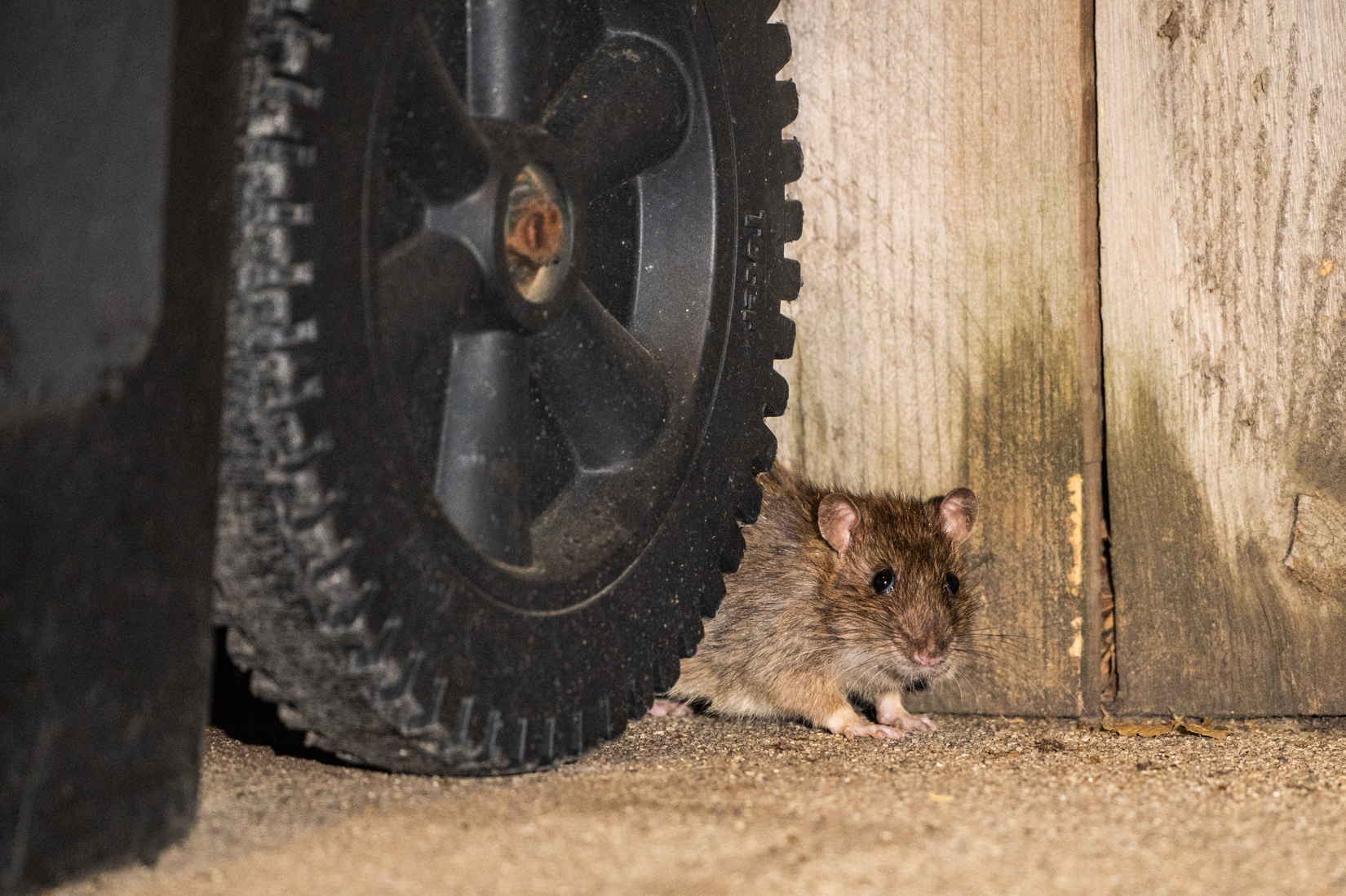 Why Chicago Is Losing The War On Rats