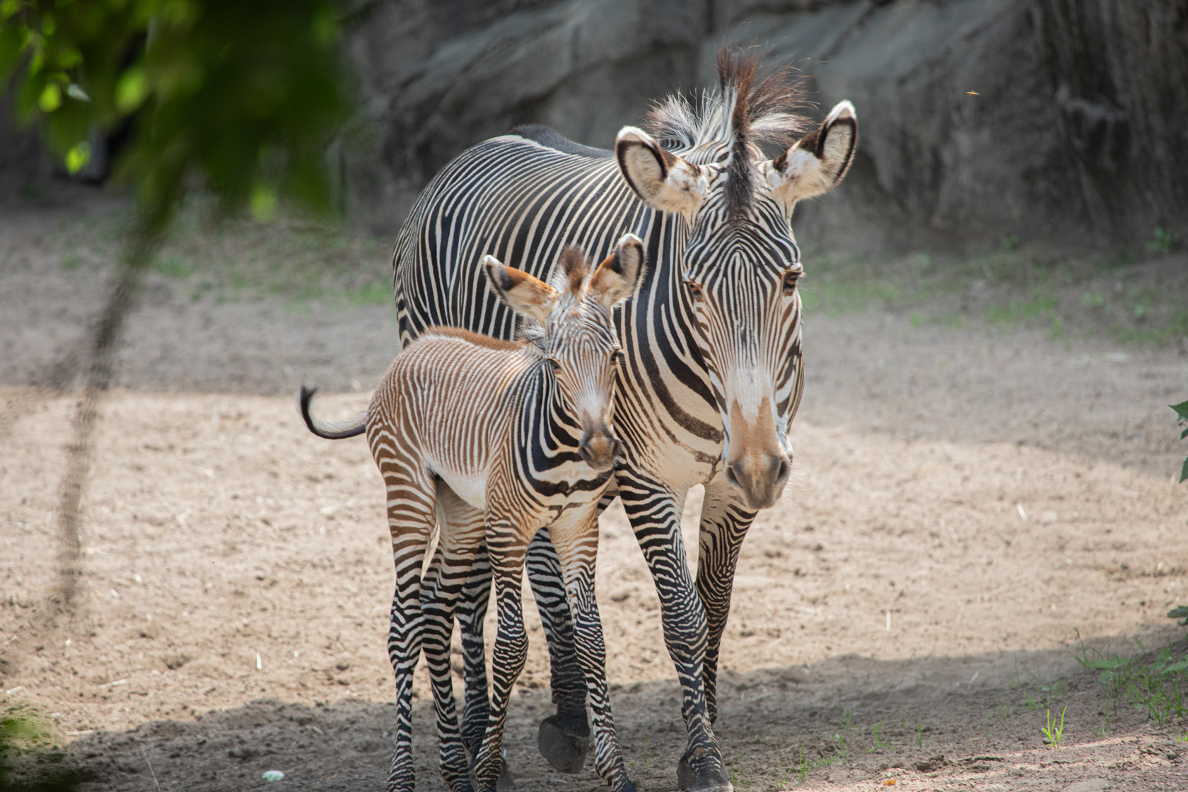 There's An Adorable New Baby Zebra At Lincoln Park Zoo